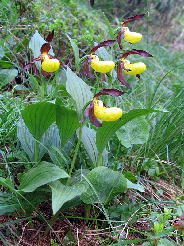 Cypripedium calceolus / Scarpetta di Venere